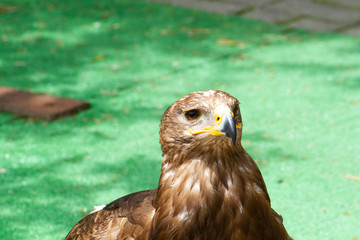 Close up of worried eagle