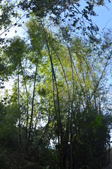 Obraz premium Canne di bamboo