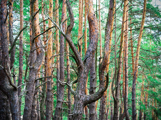 panorama of pine tree in forest  and pine cones.