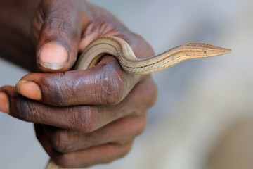 Legless lizard in the hands of Papuan