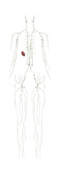 Human Anatomy Female Lymphatic System From Back