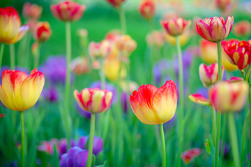 Obraz premium Amazing yellow tulips with red tops on a flowerbed between the purple tulip flowers and green grass. The beauty of the spring season.