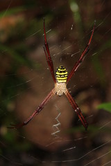 Tropical spider