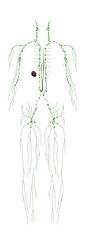 Human Anatomy Male Lymphatic System From Back