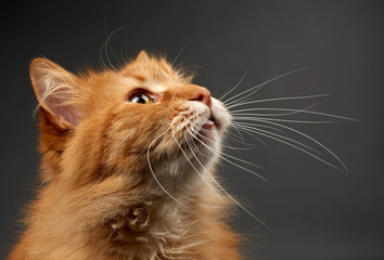 portrait of adult ginger cat with big white mustache, animal posing on black background