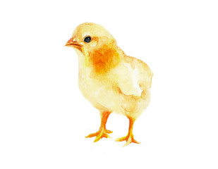  Little fluffy chicken. New birth. Print watercolor.