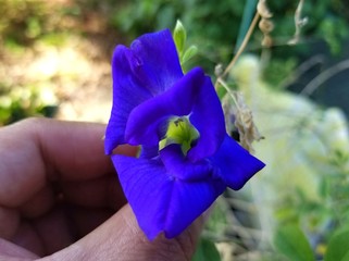 A blue Asian pigeonwings flower, also known as butterfly pea
