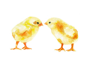  Two chicks meet with beaks. Joyful meeting. Print watercolor.