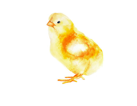Little fluffy chicken. New birth. Print watercolor. Nice creature.
