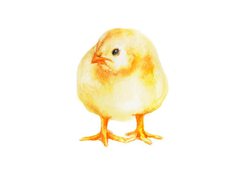  Little fluffy chicken. New birth. Print watercolor.