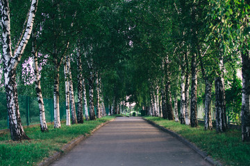 alley in park