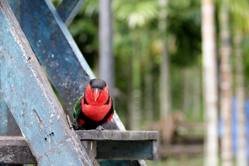 Parrot in New Guinea