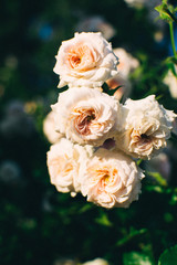 Fototapeta na wymiar bouquet of yellow roses