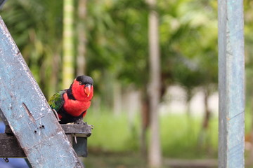 Parrot in New Guinea