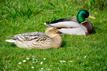 Cute ducklings. Mallard ducks, female and male couple, pair rest next to each other in the grass