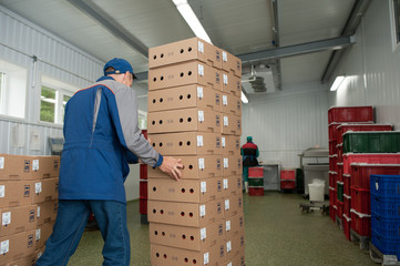  production processes taking place at a poultry farm where adult turkeys are grown from chickens,...