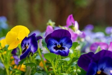 Spring garden works, ornamental colorful flowers of viola plant