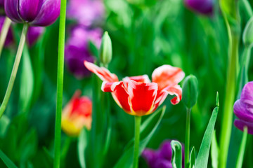 Red tulip flowers with white petal edges on a flowerbed. Purple tulips and green grass, stems and buds in the background. The beauty of the spring season.
