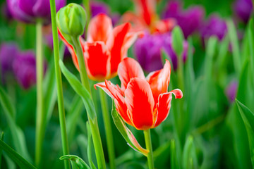Red tulip flowers with white petal edges on a flowerbed. Purple tulips and green grass, stems and buds in the background. The beauty of the spring season.