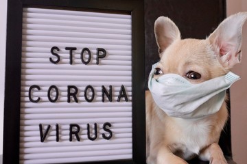 Mini chihuahua dog wearing medical mask and white board with text stop coronavirus