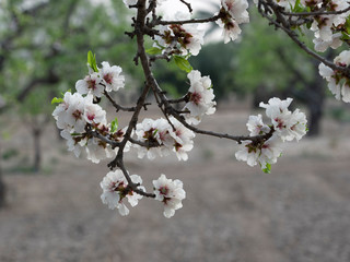 Flores de almendro,  Prunus dulcis. 
