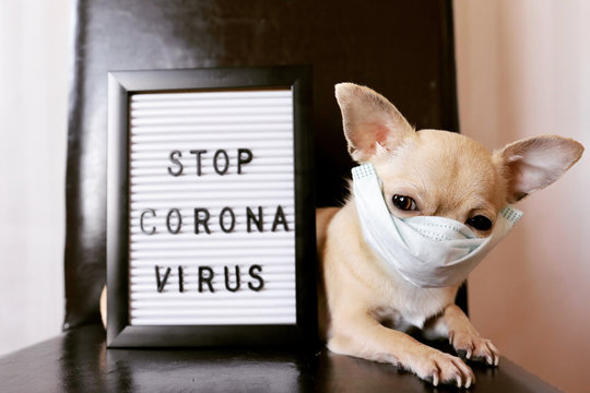 279 Beste Mini Chihuahua Bilder Stock Fotos Vektorgrafiken Adobe Stock
