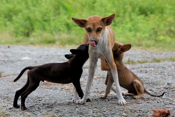 Dog feeds puppies