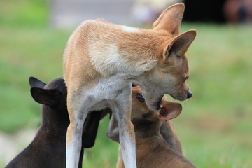 Dog feeds puppies