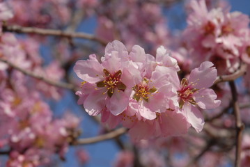 Obraz premium almond blossom in spring