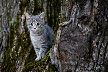 Naklejka na ściany i meble Small kitten climbing tree