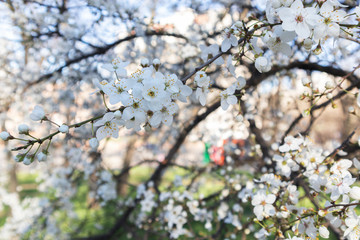 Obraz premium Sprig of plums with flowers close-up, horizontal orientation.