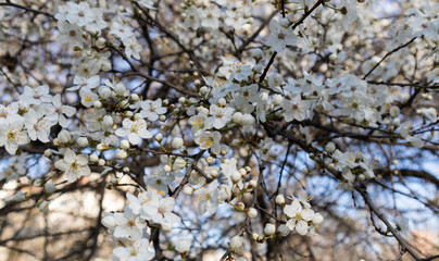 Fototapeta premium Blossoming plum branches on a garden background