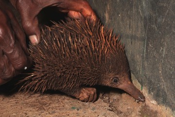 Echidna in the hands of the Papuan
