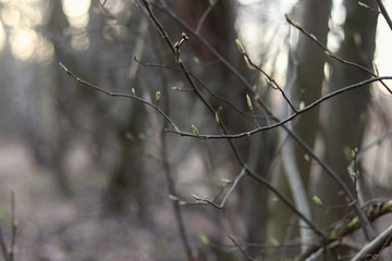 young leaves on a tree