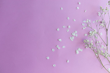 On a pink background, white flowers with petals on the background.