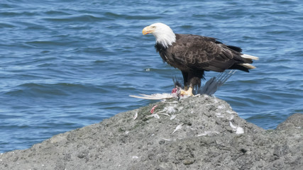 a bald eagle feeding on a dead bird at neah bay