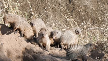 Fototapeta premium banded mongoose enjoying morning sun at serengeti national park