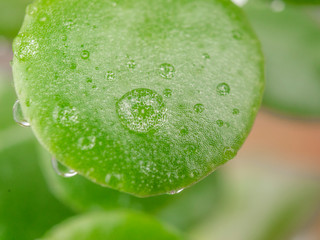 Background macro Drops of water on silver