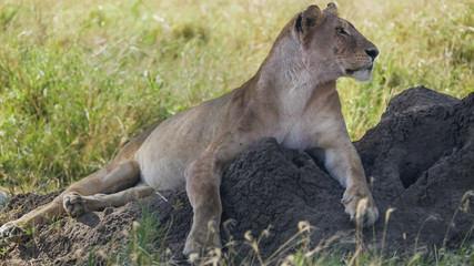 Naklejka premium profile shot of a lioness watching her territory at serengeti national park from a termite mound
