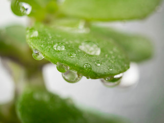 Background macro Drops of water on silver