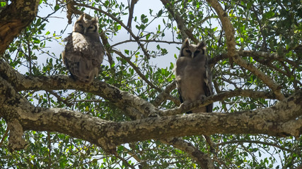 Fototapeta na wymiar two giant eagle owls perched in a sausage tree at serengeti