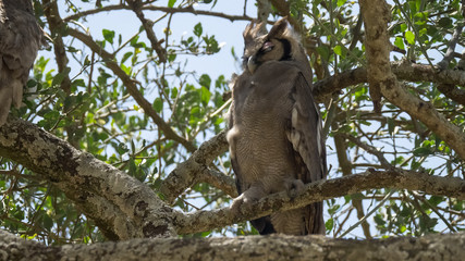 a verreaux's eagle-owl in a tree at serengeti national park