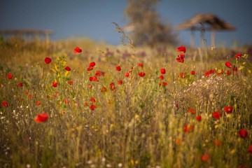 blooming poppy field summer, Crimea