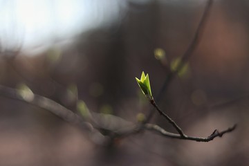 young leaf on a spring tree