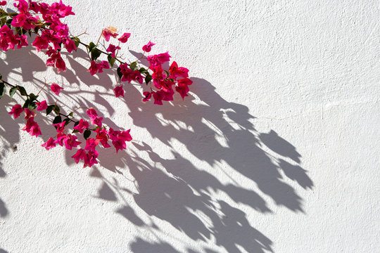 Detalle rama de buganvilla rosa y su sombra en pared blanca.