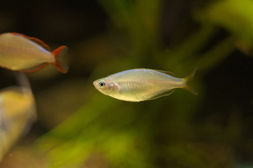 Melanotaenia praecox tropical fish in aquarium