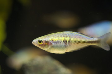 Fototapeta premium Melanotaenia boesemani tropical fish in aquarium