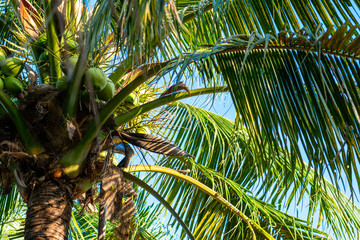 Background of green palm tree with coconut on the beach sea sand with natural sun light  