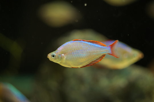 Melanotaenia praecox tropical fish in aquarium