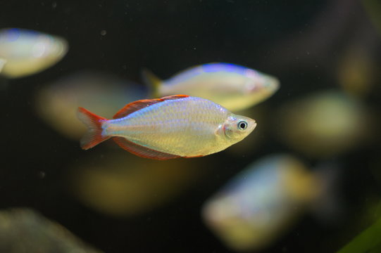 Melanotaenia praecox tropical fish in aquarium